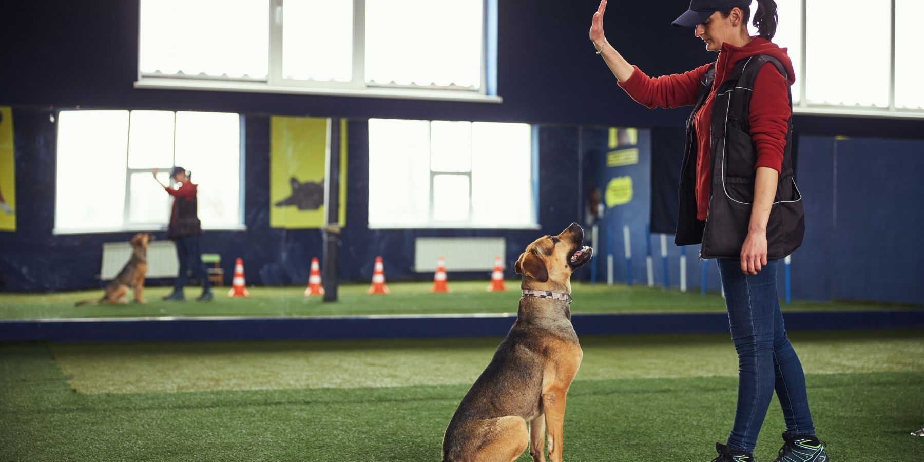 Essential Safety Tips Every Deaf Dog Owner Needs to Know