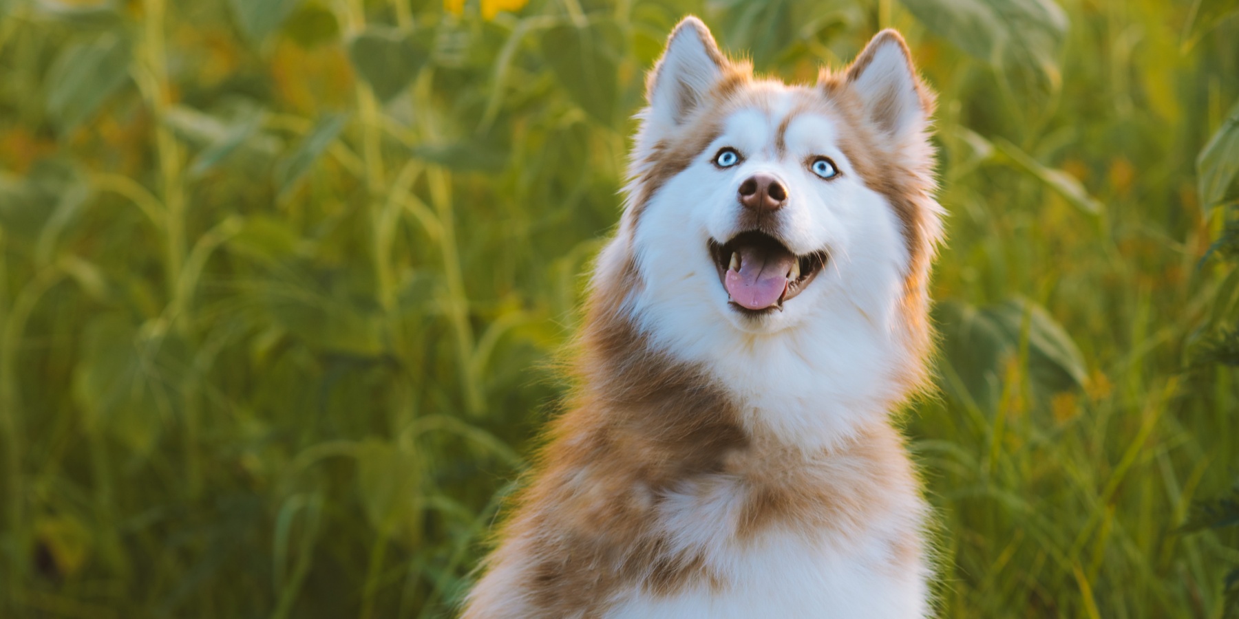 How to Socialize a Husky Tibetan Mastiff Mix